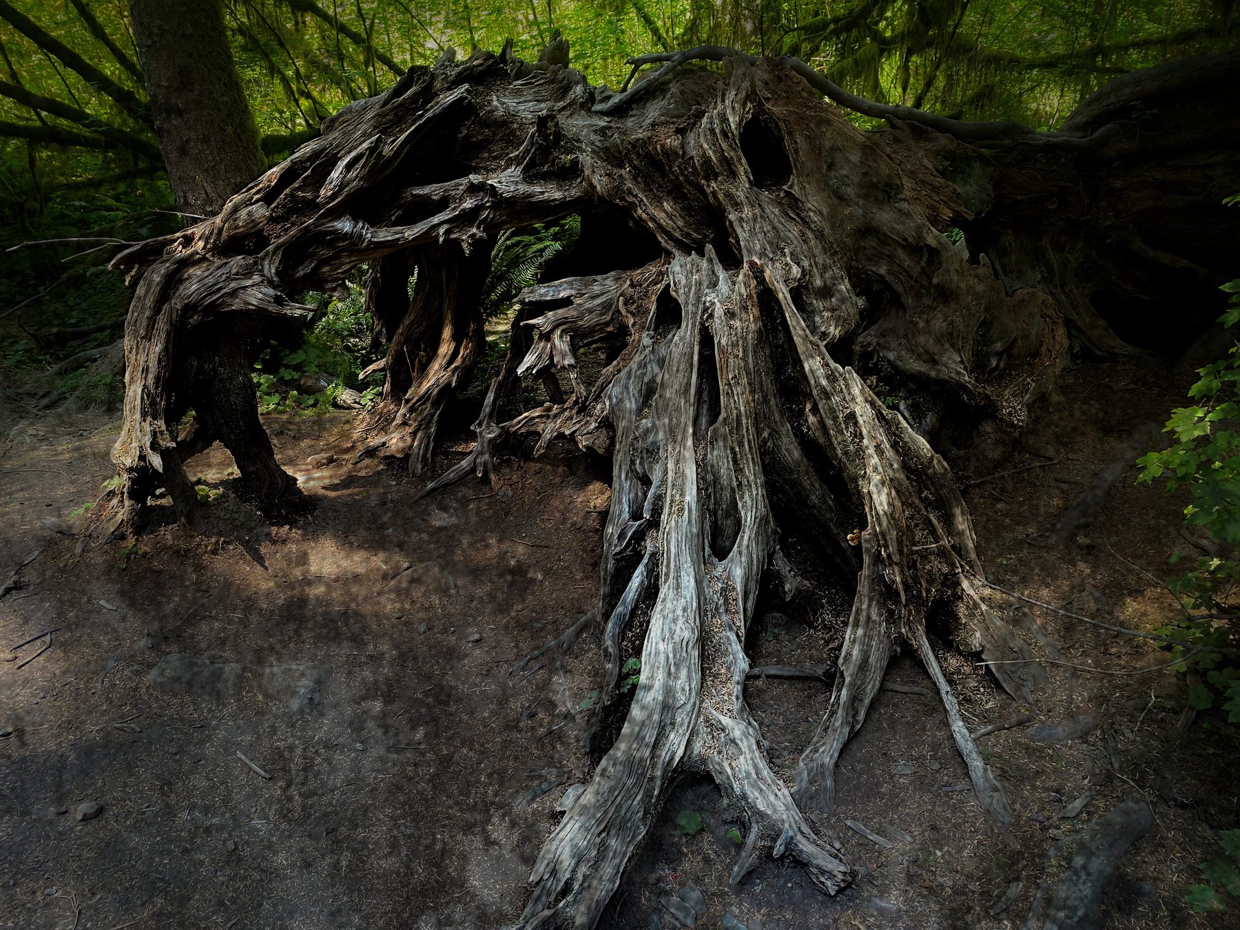 Forest Guardians preview