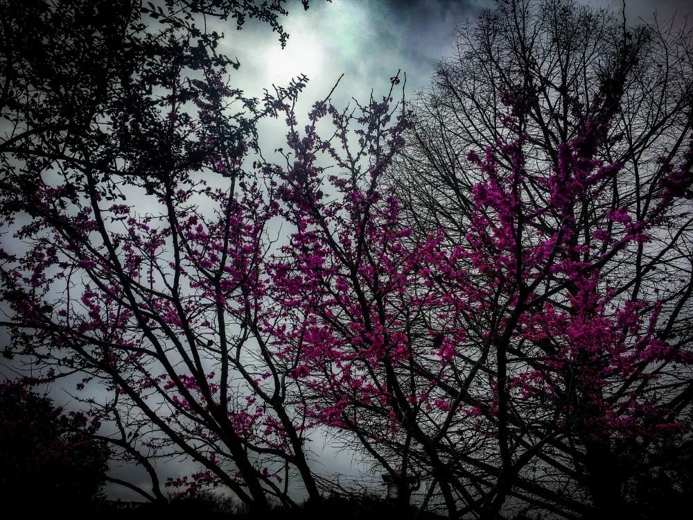 Branches and Bloom