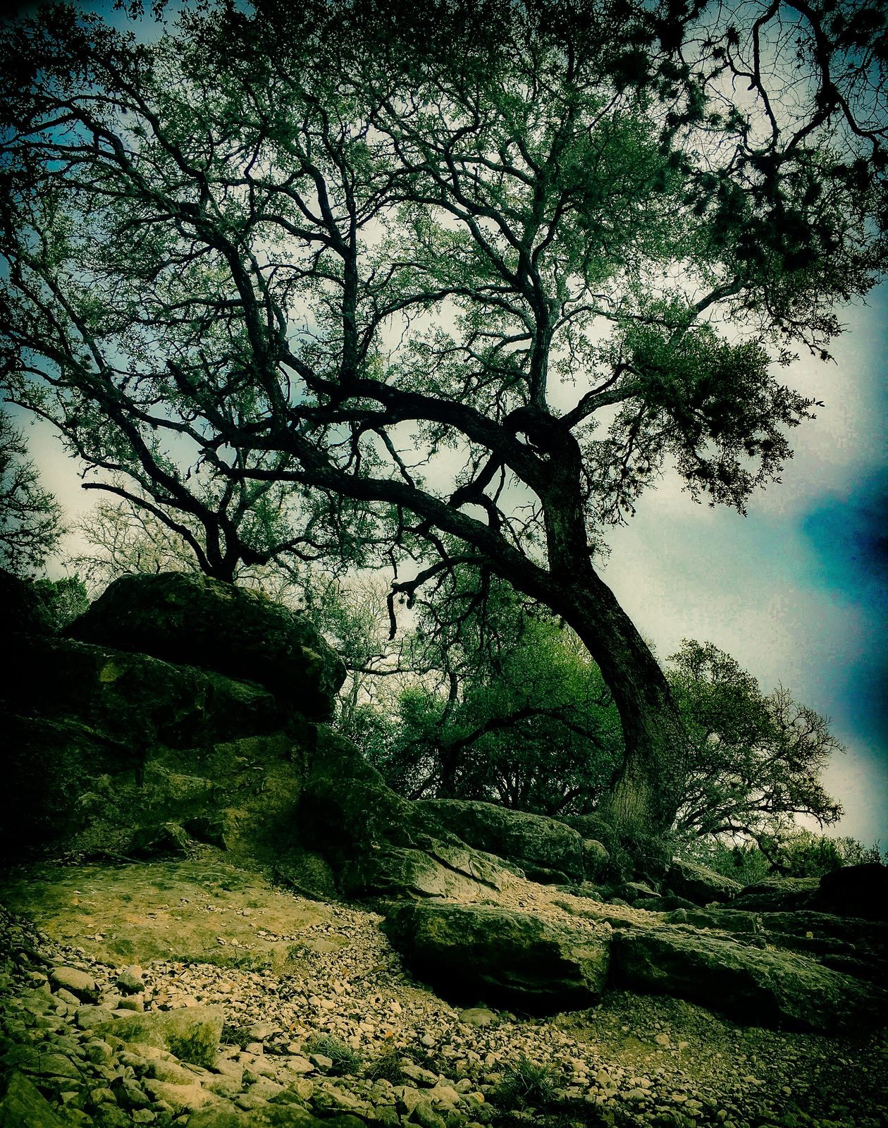 Forest Canopy