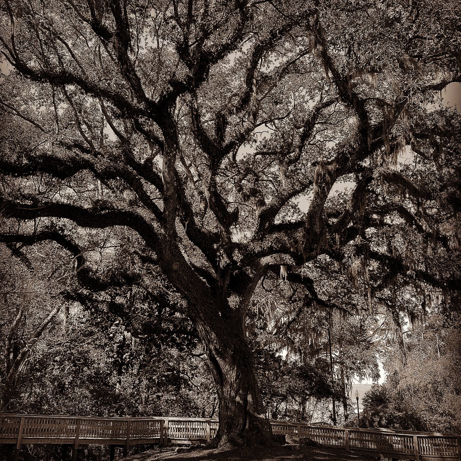 Live Oak