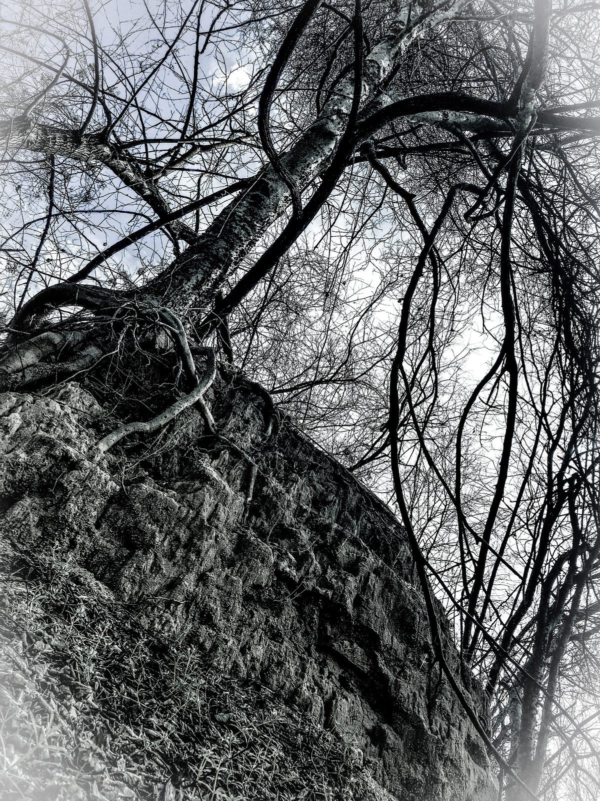 Roots and Stone
