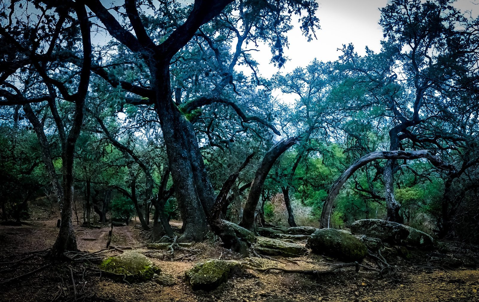 The Grove