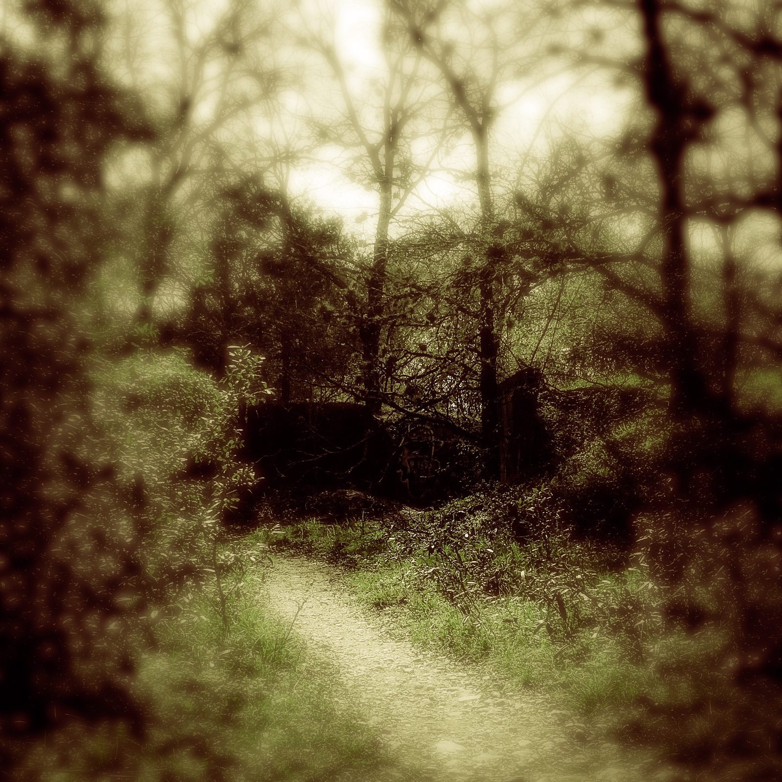 Woodland Mysteries preview